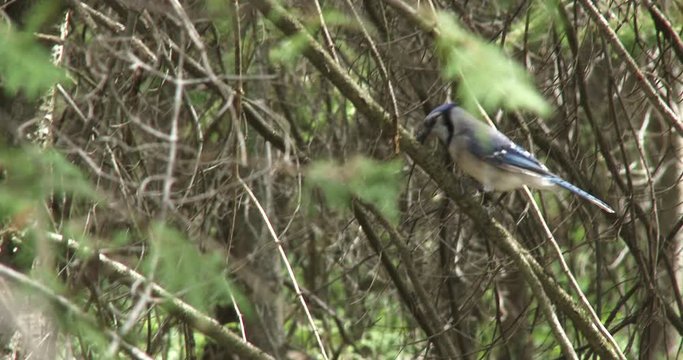 Blue jay bird passing from branch to branch of a tree
