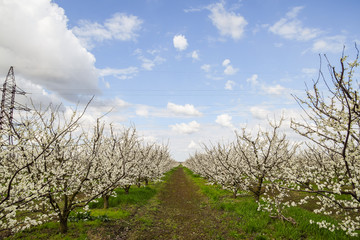 Flowering plum garden