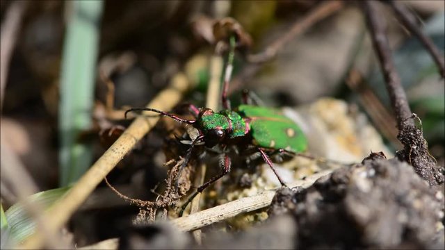 Green tiger beetle (Cicindela campestris). An impressive hunting ground beetle in the family Carabidae, filmed amongst undergrowth in an abandoned quarry in Somerset, UK