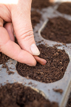 Woman Planting a Broad Bean in Seedtray of Soil