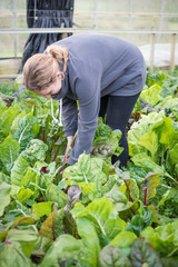 Female Gardener Harvesting Chard Leaves in Greenhouse