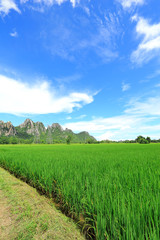 Fototapeta na wymiar Rice field and big mountain