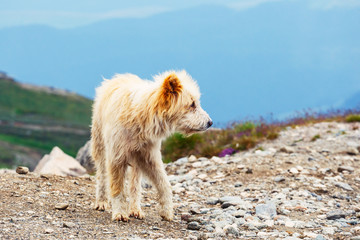 Dog guard the sheep on the mountain pasture