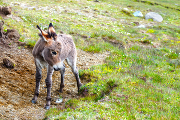 Grey donkey, portrait