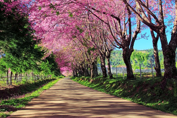 Naklejka premium Cherry Blossom Pathway in ChiangMai, Thailand