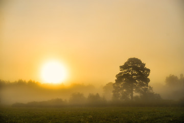 Fototapeta na wymiar Trees in a fog in meadow in summer morning 
