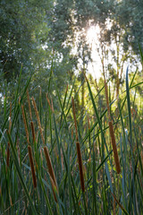 Aquatic Herbaceous Plant Typha - Mature flower spike of Typha latifolia reed. Aquatic herbaceous plant. Surrounded by vegetation and sun in the background, among trees