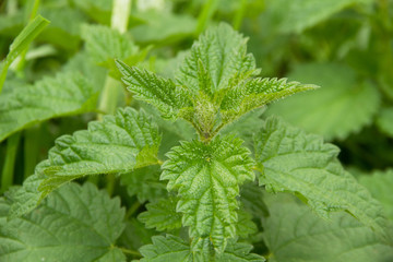 Nettle Leaves - Green leaves of wild nettle with detail of stinging hairs