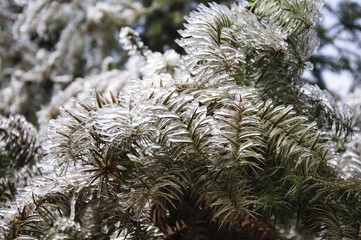 Frozen plant in winter
