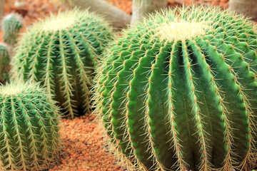 Beautiful of cactus