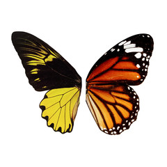 butterfly wing isolated white background