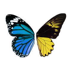 butterfly wing isolated white background