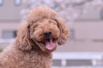 笑っているような犬の顔