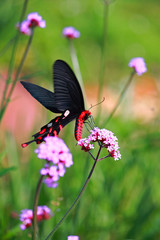 Fototapeta premium Butterfly feeding on pink flower