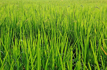 Obraz premium Close up rice fields with water drops
