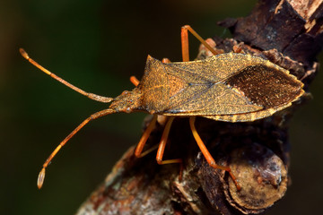 Box bug (Gonocerus acuteangulatus) on sycamore. Distinctive true bug in the family Coreidae, previously scarce in Britain but spreading rapidly