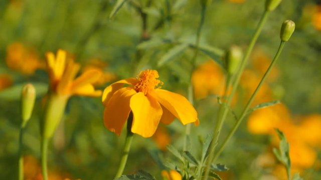 Orange Tagetes tenuifolia garden flower 4K 3840X2160 UltraHD slow tilt footage - Golden marigold also known as signet marigold in the field 4K 2160p UHD video 