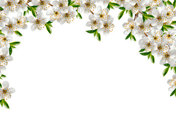 Obraz na płótnie Canvas branch of cherry blossoms isolated on white background.