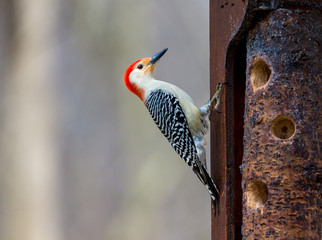 Red-bellied Woodpeckers are pale, medium-sized woodpeckers common in forests of the East. Their strikingly barred backs and gleaming red caps make them an unforgettable sight 