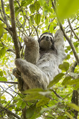 Three-toed sloth in Costa Rica