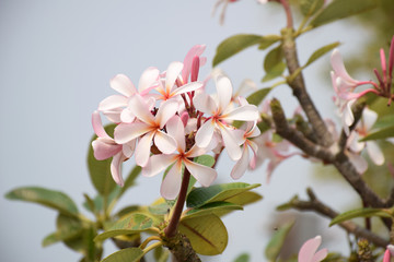 Obraz premium Pink plumeria on the plumeria tree, frangipani tropical flowers. 
