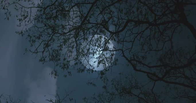 Centrally placed full moon with twisty branched passing overhead