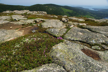 Landscape with purple flowers growing among huge boulders and mountain and water in the distance.
