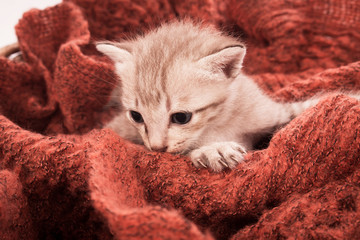 cute little kitten in soft blanket