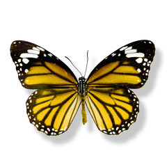 Obraz na płótnie Canvas yellow butterfly isolated on white background with soft shadow