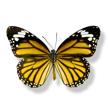 yellow butterfly isolated on white background with soft shadow