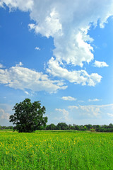 Alone tree on the beautiful field of yellow flowers