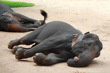 Naklejka premium Asian Elephant sleeps on the ground