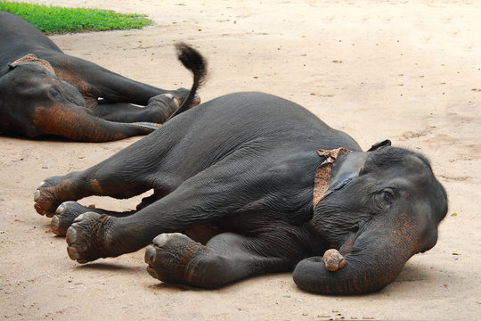 Fototapeta Asian Elephant sleeps on the ground