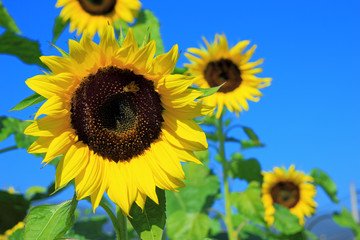 Fototapeta premium Beautiful sunflowers in the field