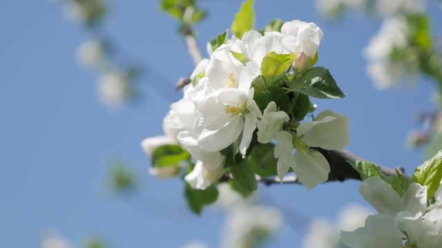 Apple tree white flower petal details against blue sky 4K 3840X2160 UltraHD footage - Beautiful tiny flowers on apple tree branch 4K 3840X2160 UHD video 