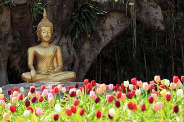 buddha statue with tulip foreground