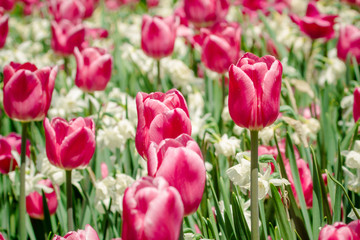 Tulips Festival in Ottawa during spring season