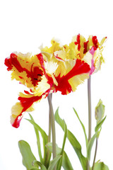 Flaming Parrot Tulip Flowers.
