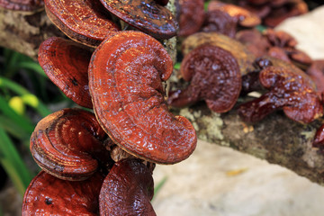 Mushrooms in the forest