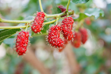 Fresh mulberry on tree