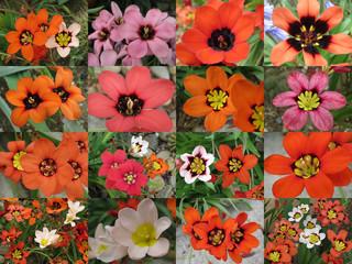 Harlequin flower diversity