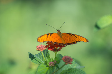La mariposa prepara su despegue de la flor.