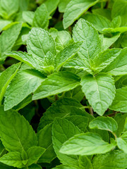 Closeup fresh growing peppermint leaves at vegetable garden.