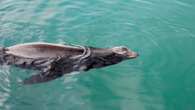 Seals swimming