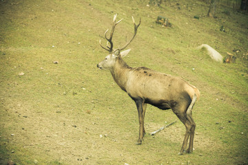 Red deer stag in autumn fall forest