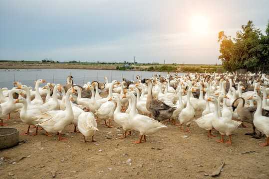 Geese at a farm