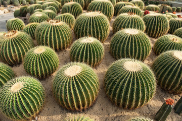 cactus close up