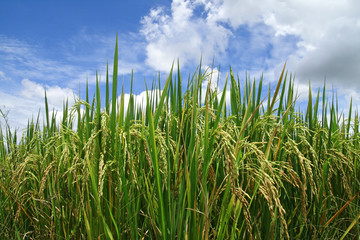 Green rice paddy with beautiful sky.