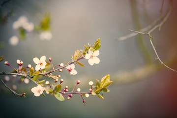 photo of the cherry branch