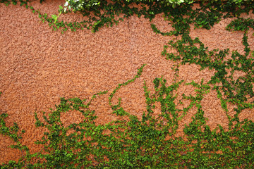 The Green Creeper Plant on a brown Wall